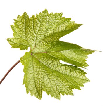 Yeşil üzüm yaprağı. Beyaz arka plan üzerinde izole