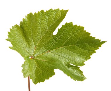 Yeşil üzüm yaprağı. Beyaz arka plan üzerinde izole