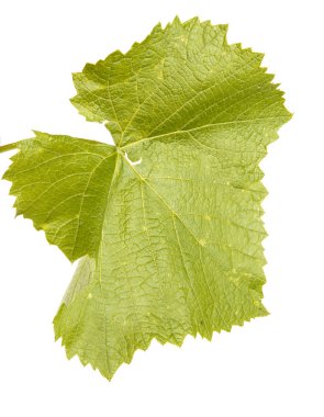 Yeşil üzüm yaprağı. Beyaz arka plan üzerinde izole