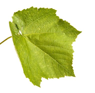 Yeşil üzüm yaprağı. Beyaz arka plan üzerinde izole
