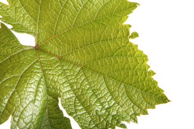 üzüm yaprağı closeup. Beyaz arka plan üzerinde izole