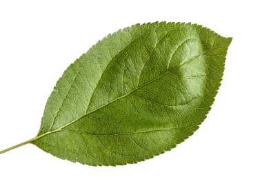 Beyaz arka plan üzerinde izole bir elma yaprak