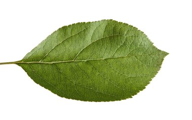 Beyaz arka plan üzerinde izole bir elma yaprak