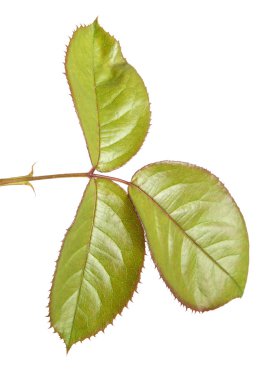 Yeşil yaprak yükseldi. Beyaz arka plan üzerinde izole