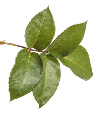 Yeşil yaprak yükseldi. Beyaz arka plan üzerinde izole