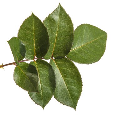 Yeşil yaprak yükseldi. Beyaz arka plan üzerinde izole