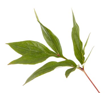 Yeşil yapraklı şakayık çalısı. beyaz arkaplanda izole