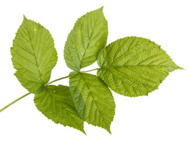 Yeşil Ahududu yaprakları. Beyaz arka plan üzerinde izole