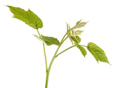 Yeşil Ahududu yaprakları. Beyaz arka plan üzerinde izole