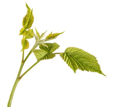 Yeşil Ahududu yaprakları. Beyaz arka plan üzerinde izole