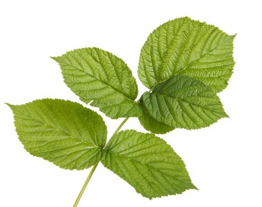 Yeşil Ahududu yaprakları. Beyaz arka plan üzerinde izole