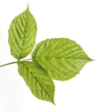 Yeşil Ahududu yaprakları. Beyaz arka plan üzerinde izole