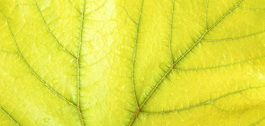 yaprak yeşil asma. arka plan