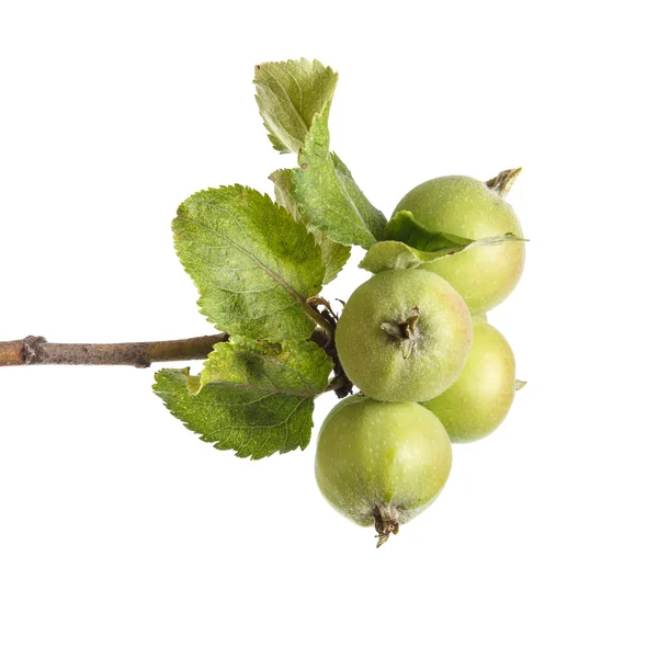 Ramo di melo con mele verdi acerbe. isolato su ba bianca — Foto Stock