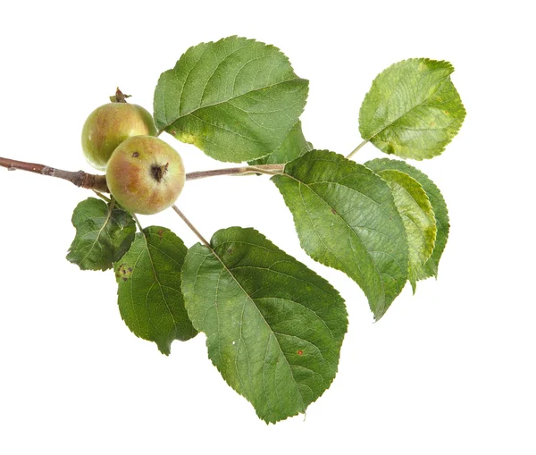 Rama de manzano con manzanas verdes inmaduras. aislado en ba blanca — Foto de Stock