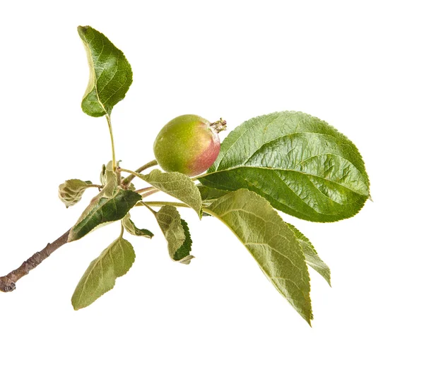 Apfelbaumzweig mit unreifen grünen Äpfeln. isoliert auf weißem Ba — Stockfoto