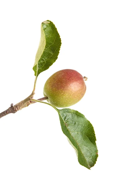 Rama de manzano con manzanas verdes inmaduras. aislado en ba blanca —  Fotos de Stock