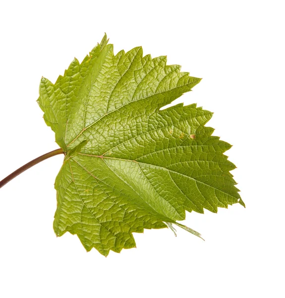 Hoja de uva verde. aislado sobre fondo blanco —  Fotos de Stock