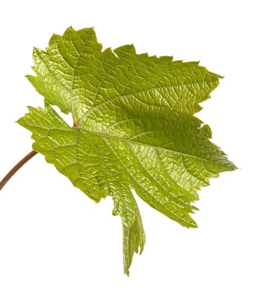 Hoja de uva verde. aislado sobre fondo blanco — Foto de Stock