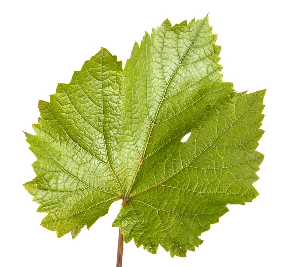 Hoja de uva verde. aislado sobre fondo blanco —  Fotos de Stock
