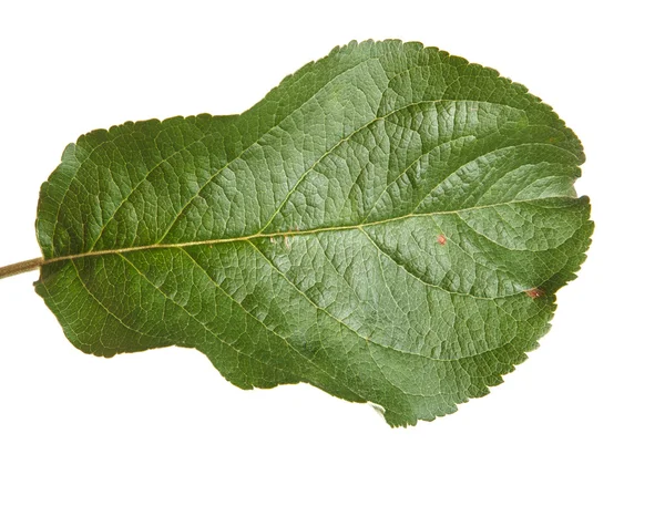 One apple leaf isolated on white background — Stock Photo, Image