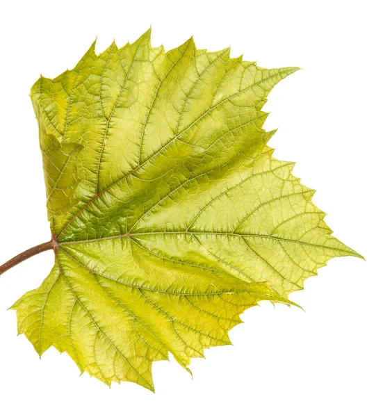 Liść zielony winogron. na białym tle — Zdjęcie stockowe