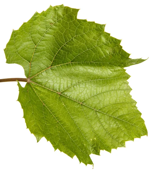 Hoja de uva verde. aislado sobre fondo blanco — Foto de Stock