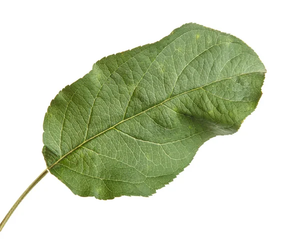 Одне яблучне листя ізольоване на білому тлі — стокове фото