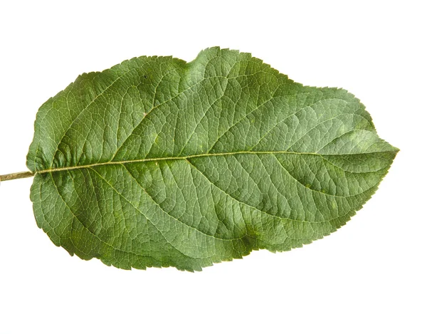 One apple leaf isolated on white background — Stock Photo, Image