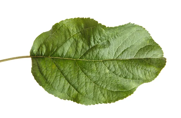 Une feuille de pomme isolée sur fond blanc — Photo