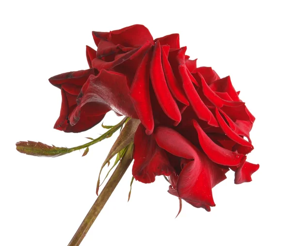 Bud červené růže detail. izolované na bílém pozadí — Stock fotografie