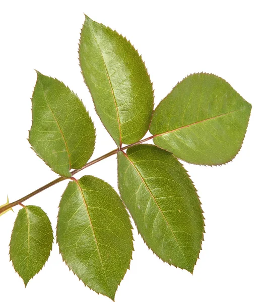 Green leaf rose. Isolated on white background — Stock Photo, Image