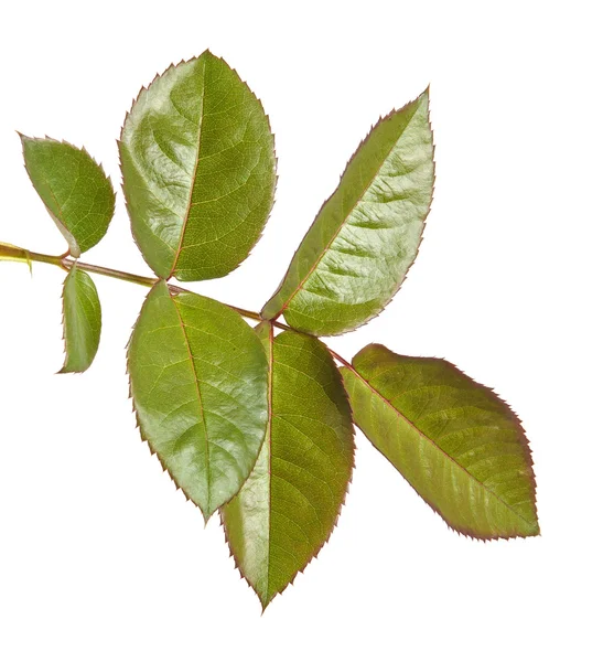 Rosa folha verde. Isolado em fundo branco — Fotografia de Stock