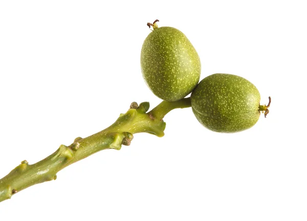 Dos nueces verdes en la rama aisladas sobre fondo blanco —  Fotos de Stock