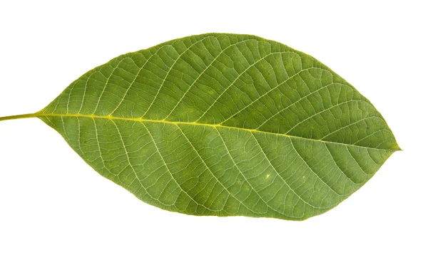 하얀 배경에 고립된 호두 잎 — 스톡 사진