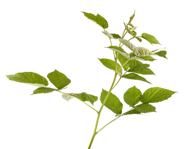 녹색 나무 딸기 잎입니다. 흰색 배경에 고립 — 스톡 사진