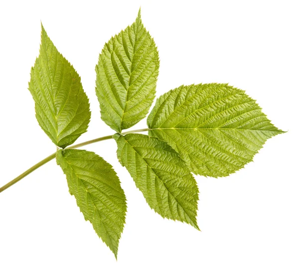Zielone liście maliny. na białym tle — Zdjęcie stockowe