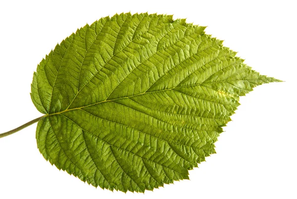 Feuilles de framboises vertes. isolé sur fond blanc — Photo