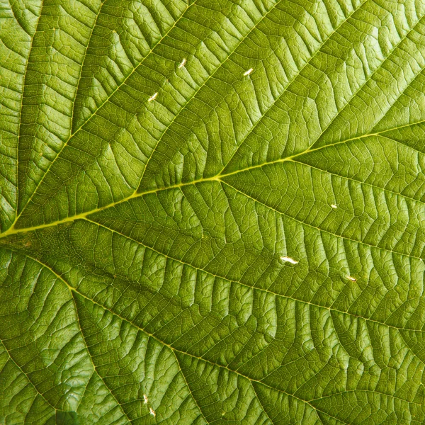 Зеленый лист малины. фон — стоковое фото