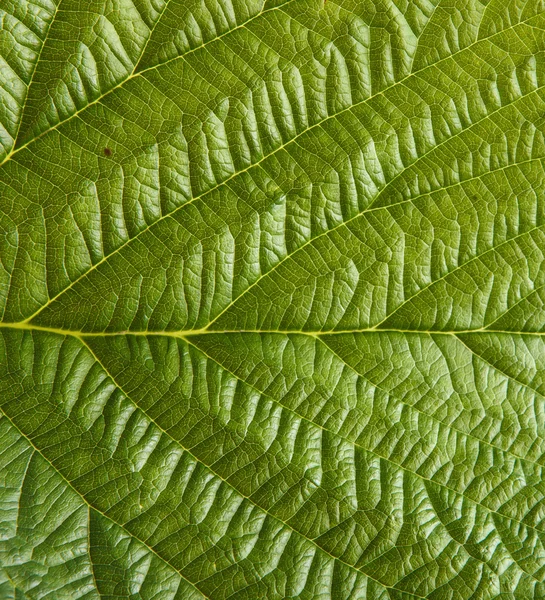 Hoja de frambuesa verde. antecedentes —  Fotos de Stock