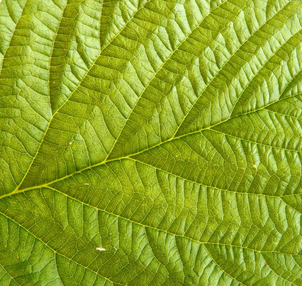 Yeşil ahududu yaprağı. arka plan — Stok fotoğraf