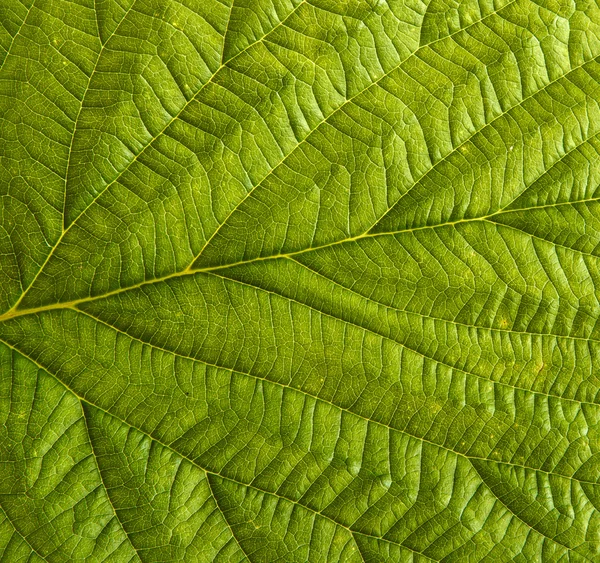 그린 나무 딸기의 잎 배경 — 스톡 사진
