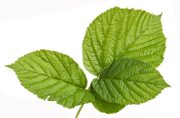 Zielone liście maliny. na białym tle — Zdjęcie stockowe
