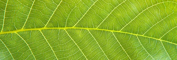 Sfondo foglia di noce verde — Foto Stock