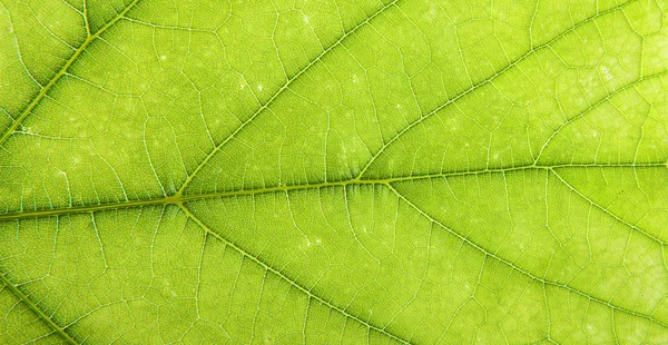 Vid de hoja verde. antecedentes — Foto de Stock