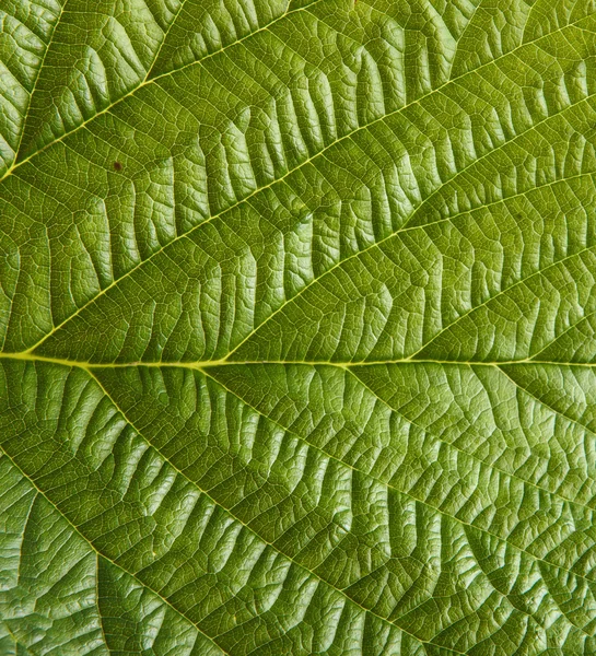 Groene raspberry leaf. achtergrond Rechtenvrije Stockafbeeldingen