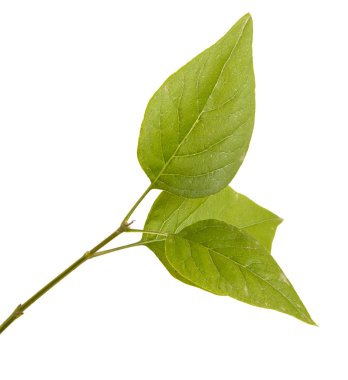 Yeşil leylak bırakır. Beyaz arka plan üzerinde izole