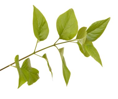 Yeşil leylak bırakır. Beyaz arka plan üzerinde izole