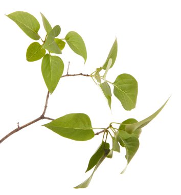 Yeşil leylak bırakır. Beyaz arka plan üzerinde izole