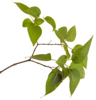 Yeşil leylak bırakır. Beyaz arka plan üzerinde izole